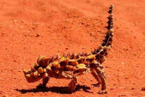 Moloch - barbed gušter s pješčanim pustinjama australije Moloch - barbed gušter s pješčanim pustinjama australije